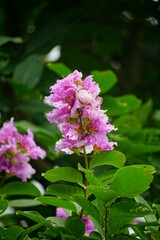 Close-up of purple Lagerstroemia speciosa flower blooming in summer