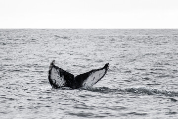 Humpback whale tail