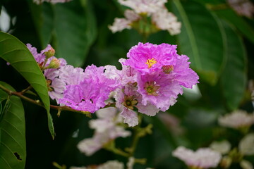 Close-up of purple Lagerstroemia speciosa flower blooming in summer