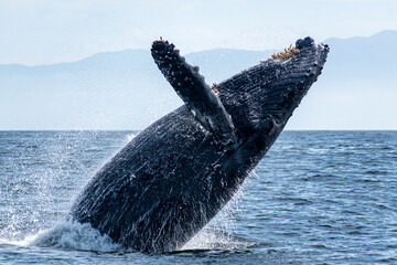 Fototapeta premium Humpback whale breaching