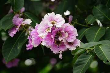 Close-up of purple Lagerstroemia speciosa flower blooming in summer