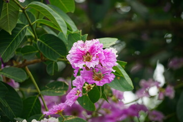 Close-up of purple Lagerstroemia speciosa flower blooming in summer