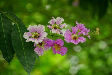 Close-up of purple Lagerstroemia speciosa flower blooming in summer