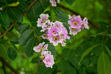 Close-up of purple Lagerstroemia speciosa flower blooming in summer