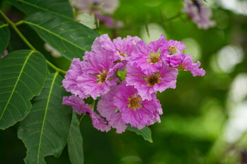Close-up of purple Lagerstroemia speciosa flower blooming in summer