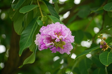 Close-up of purple Lagerstroemia speciosa flower blooming in summer