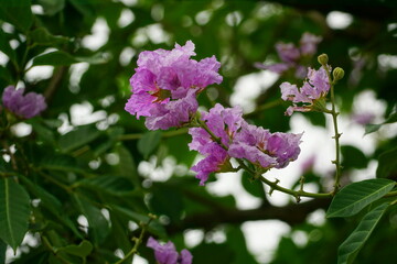 Close-up of purple Lagerstroemia speciosa flower blooming in summer