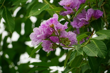 Close-up of purple Lagerstroemia speciosa flower blooming in summer