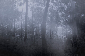 Foggy woods at dusk