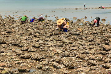 View of the people digging for clams on the beach