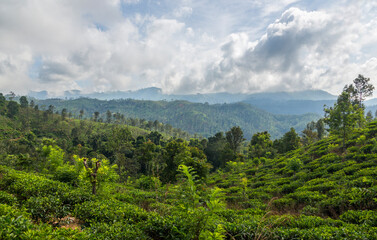 Tea bushes in a tea plantation in Sri Lanka