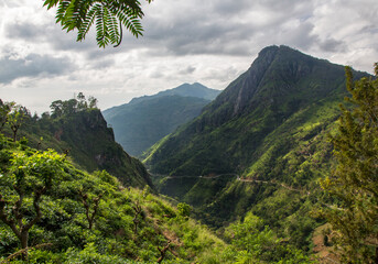 Tea bushes growing on a steep slope in Sri Lanka