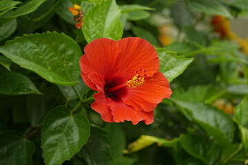 Close-up of red hibiscus blooming