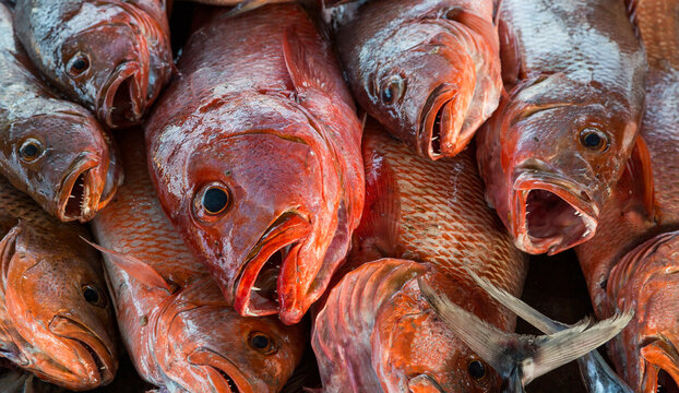 A pile of Red Snapper at a fish market