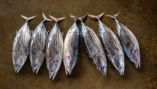 Freshly caught whole tuna in a market