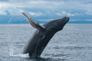 Humpback whale breaching