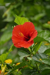 Close-up of red hibiscus blooming