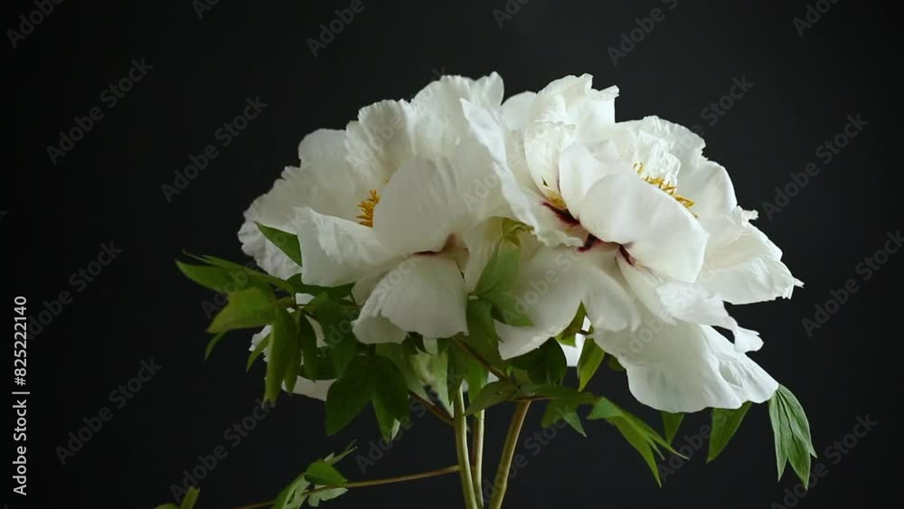 Canvas Prints white tree peony flower, isolated on black background