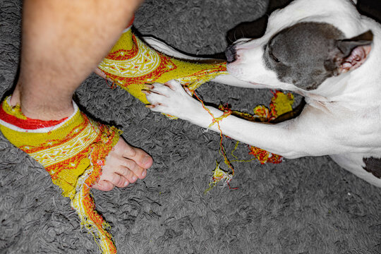 Furious Playing Dog Destroys Home Socks