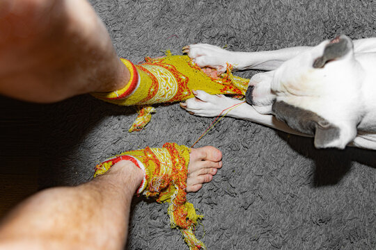 A Dog Chews A Man's Socks