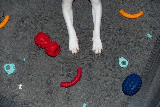 A Dog After Playing With Toys