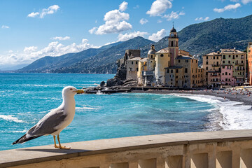 Seagull on the seaside of Camogli