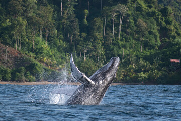 Humpback whale breaching