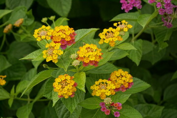 Close-up of Lantana camara flowers blooming