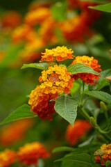 Close-up of Lantana camara flowers blooming