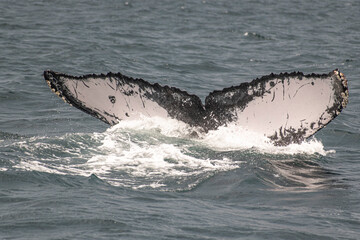 Fototapeta premium Humpback whale tail