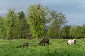 Two horses and a donkey in a pasture in spring.