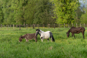 Fototapeta premium Two horses and a donkey in a pasture in spring.