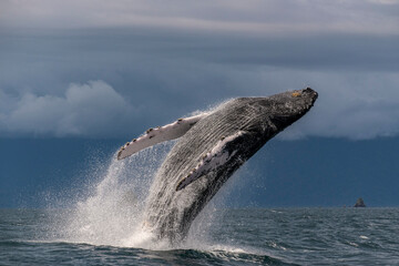 Humpback whale breaching © estebanduquem