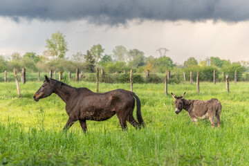 Horse and a donkey in a pasture in spring.