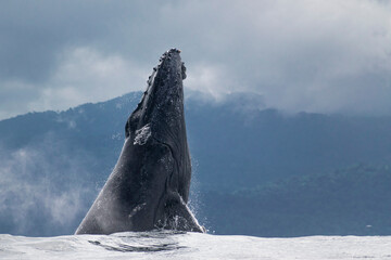 Humpback whale breaching