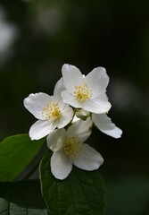 apple tree flower