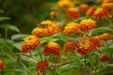 Close-up of Lantana camara flowers blooming