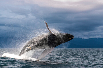 Naklejka premium Humpback whale breaching