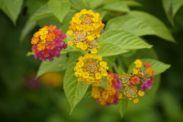 Close-up of Lantana camara flowers blooming