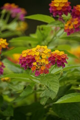 Close-up of Lantana camara flowers blooming