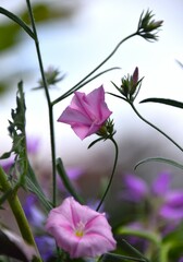flower in the wind