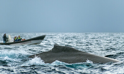 Fototapeta premium Humpback whale dorsal fin