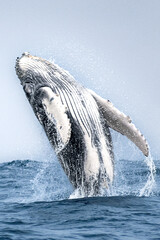 Humpback whale breaching © estebanduquem