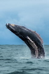 Humpback whale breaching © estebanduquem