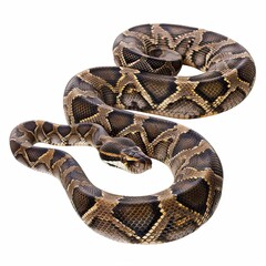 Obraz premium Bushmaster in studio, isolated, white background, no shadow, no logo