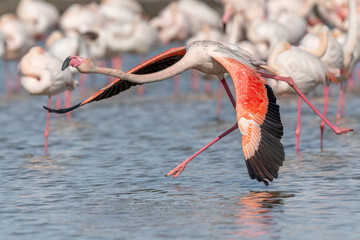 Flamingo (Phoenicopterus roseus) taking off from a pond.