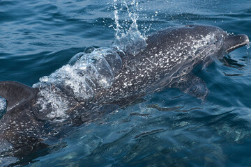 Spotted dolphin