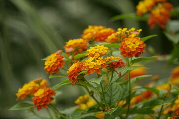 Close-up of Lantana camara flowers blooming