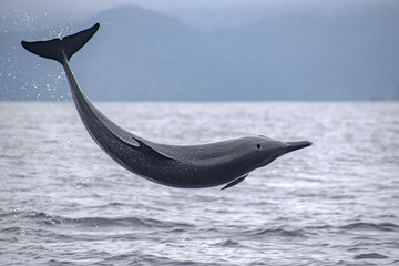 Spotted dolphin breaching © estebanduquem