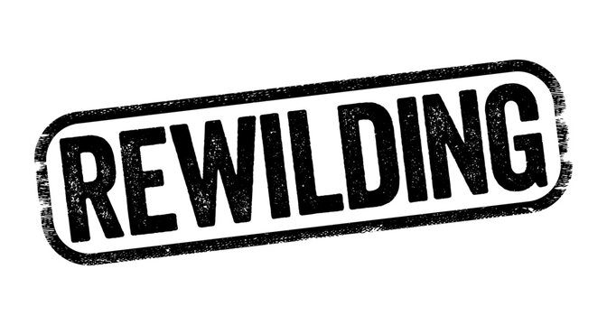 Rewilding - activities are conservation efforts aimed at restoring and protecting natural processes and wilderness areas, text stamp concept background